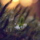 Illustration for article titled Shooting Challenge: Bokeh, Gallery 1